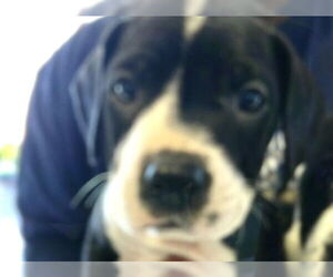 Mutt Dogs for adoption in Pampa, TX, USA