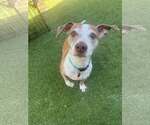 Small #4 Jack Russell Terrier Mix