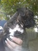Small Photo #4 Boxer Puppy For Sale in KENNEWICK, WA, USA