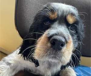 Medium English Springer Spaniel