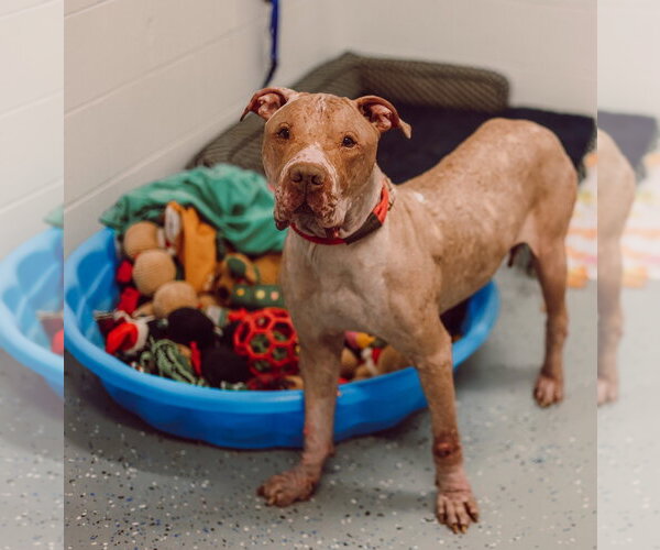 Medium Photo #4 American Staffordshire Terrier Puppy For Sale in Pierceton , IN, USA