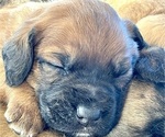 Small #1 Boxer-Poodle (Standard) Mix