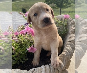 Labrador Retriever-Unknown Mix Puppy for sale in RUTHERFORDTON, NC, USA