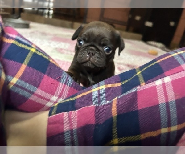 Medium Photo #52 Pug Puppy For Sale in BLOOMINGTON, IL, USA