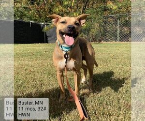 Black Mouth Cur-Carolina Dog Mix Dogs for adoption in Columbus, IN, USA