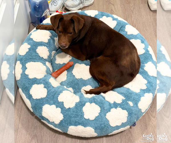 Medium Photo #8 Labbe Puppy For Sale in Washington, DC, USA