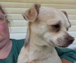 Image preview for Ad Listing. Nickname: Lil Bean
