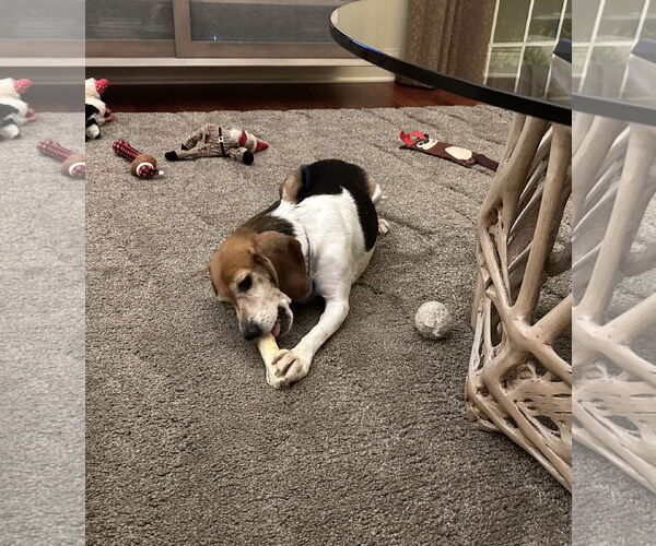 Medium Photo #4 Beagle Puppy For Sale in Doylestown, PA, USA