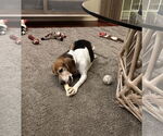 Small #3 Beagle