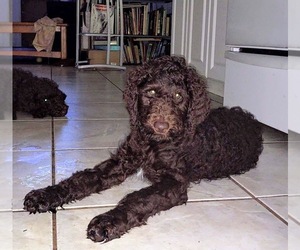 Poodle (Standard) Puppy for sale in WIMAUMA, FL, USA
