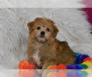 Yo-Chon Puppy for sale in ELDORADO, OH, USA