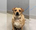 Small Beagle Mix