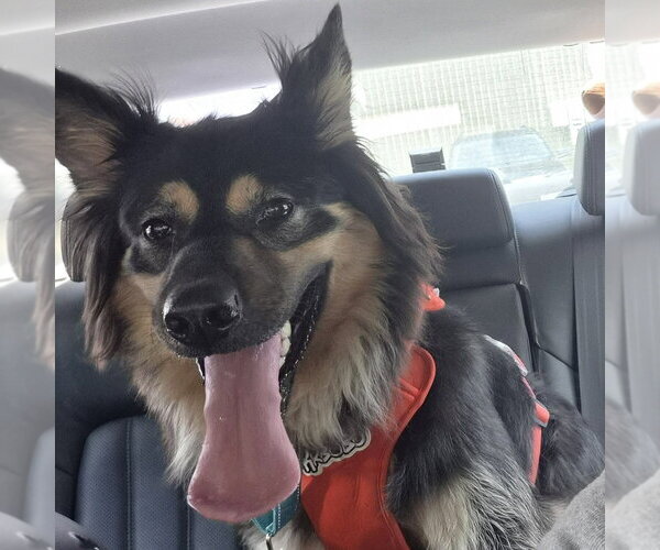 Medium Photo #3 German Shepherd Dog-Unknown Mix Puppy For Sale in Minneapolis, MN, USA