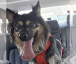 Small #2 German Shepherd Dog Mix