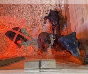 Doberman Pinscher Puppy for sale in VALLEJO, CA, USA