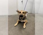 Small German Shepherd Dog
