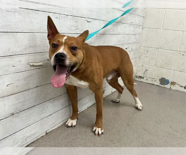 Medium Photo #1 Mutt Puppy For Sale in San Bernardino, CA, USA