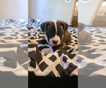 Small Photo #6 American Pit Bull Terrier Puppy For Sale in NORTH LEWISBURG, OH, USA