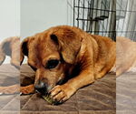 Small #1 Chiweenie