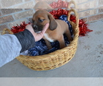 Small Photo #3 Jug Puppy For Sale in GREENWOOD, WI, USA