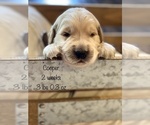 Small Photo #25 Golden Retriever Puppy For Sale in CARTHAGE, MO, USA