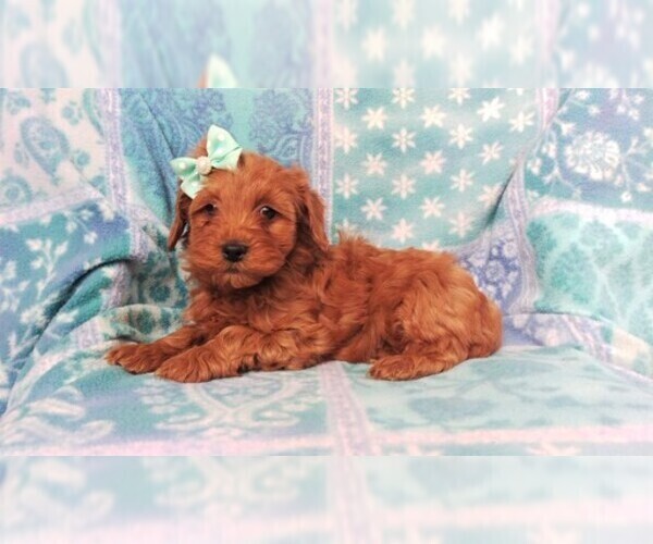Medium Photo #5 Cavapoo Puppy For Sale in LANCASTER, PA, USA