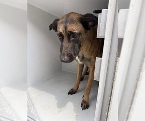 German Shepherd Dog Dogs for adoption in Houston, TX, USA