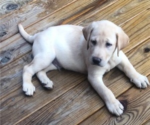 Labrador Retriever Dog for Adoption in POLKTON, North Carolina USA