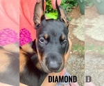 Small Photo #1 Doberman Pinscher Puppy For Sale in COLUMBUS, OH, USA