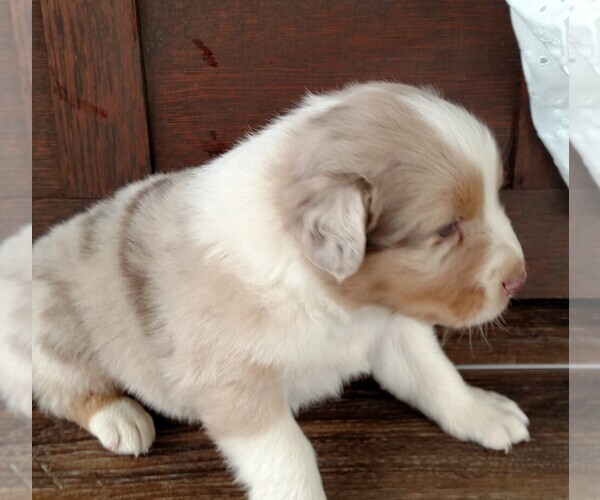 Medium Photo #8 Australian Shepherd Puppy For Sale in JEROMESVILLE, OH, USA