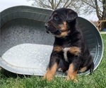 Puppy 5 Bernese Mountain Dog-English Cream Golden Retriever Mix