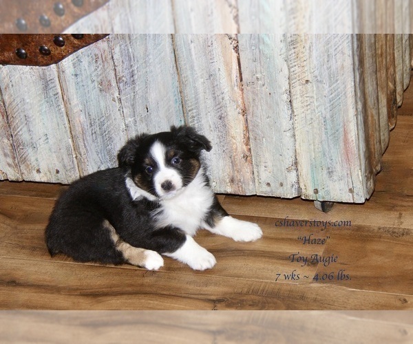 Medium Photo #18 Aussie-Corgi Puppy For Sale in LIND, WA, USA