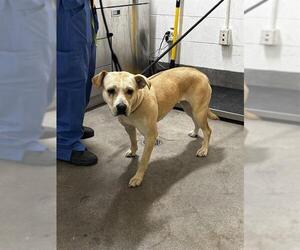 Labrador Retriever Dogs for adoption in Forestville, MD, USA