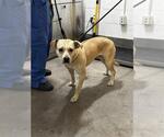 KALI - Female Labrador Retriever Dog for Adoption - Small photo