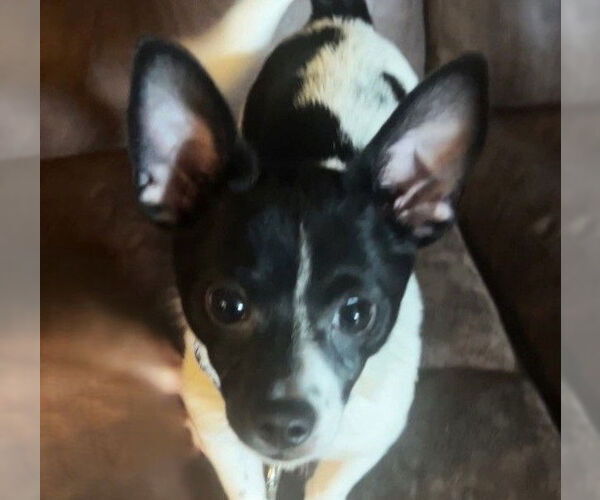 Medium Photo #4 Chihuahua-Unknown Mix Puppy For Sale in HOUSTON, TX, USA