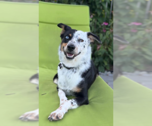 Paisley in RI - Female Australian Shepherd-Unknown Mix Dog for Adoption - Photo #5