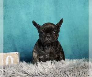 French Bulldog Puppy for sale in WARSAW, IN, USA