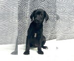 Small #2 Labrador Retriever Mix