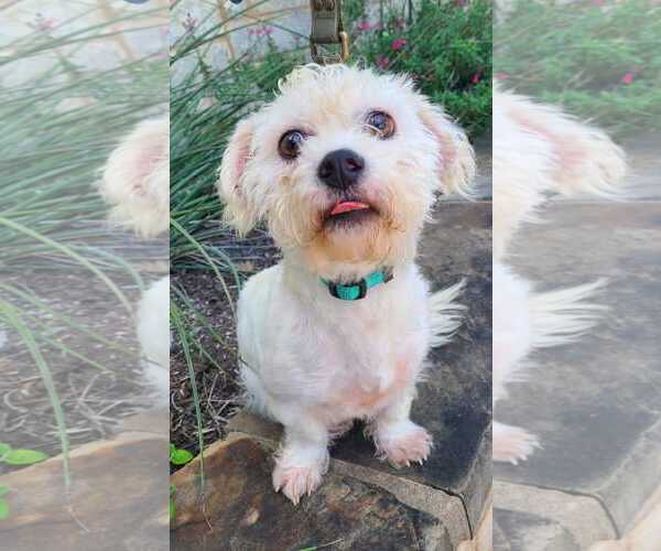 Medium Photo #3 Mutt Puppy For Sale in Pipe Creek, TX, USA