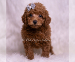 Small Photo #26 Maltipoo (Miniature) Puppy For Sale in WARSAW, IN, USA