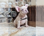 Small Photo #4 French Bulldog Puppy For Sale in HOUSTON, TX, USA