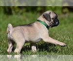 Small #7 Pug