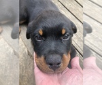 Small Photo #10 Rottweiler Puppy For Sale in FOREST GROVE, OR, USA