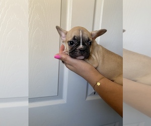 French Bulldog Puppy for sale in BAKERSFIELD, CA, USA