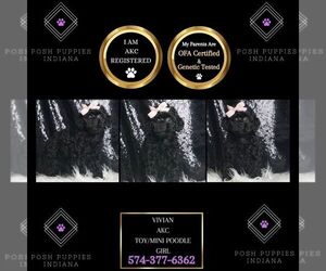 Poodle (Toy) Puppy for sale in WARSAW, IN, USA