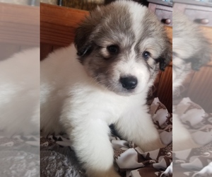 Great Pyrenees Puppy for sale in ROCHESTER, NY, USA