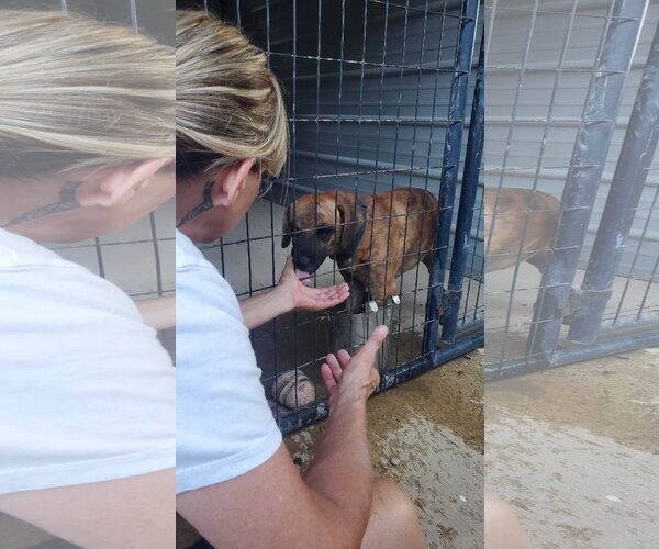Medium Photo #9 Boxer-Mountain Cur Mix Puppy For Sale in Woodsfield, OH, USA