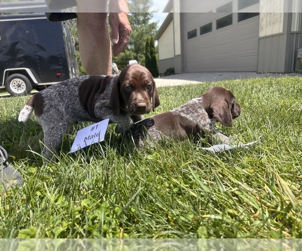 Medium Photo #13 German Shorthaired Pointer Puppy For Sale in BATESVILLE, IN, USA