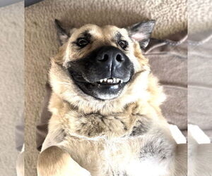 Anatolian Pyrenees Dogs for adoption in Plainfield, IL, USA