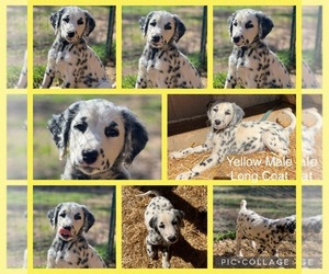 Dalmatian Puppy for Sale in SHELL KNOB, Missouri USA